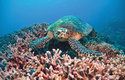 Korálový útes je domovem nejen mořských želv, ale také mnoha ryb a bezobratlých živočichů