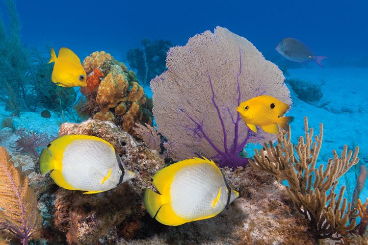 Pár klipek okatých (Chaetodon ocellatus) a sapínů hnědožlutých (Stegastes planifrons), za nimi rohovitka Venušina (Gorgonia fl abellum), přezdívaná Venušin vějíř