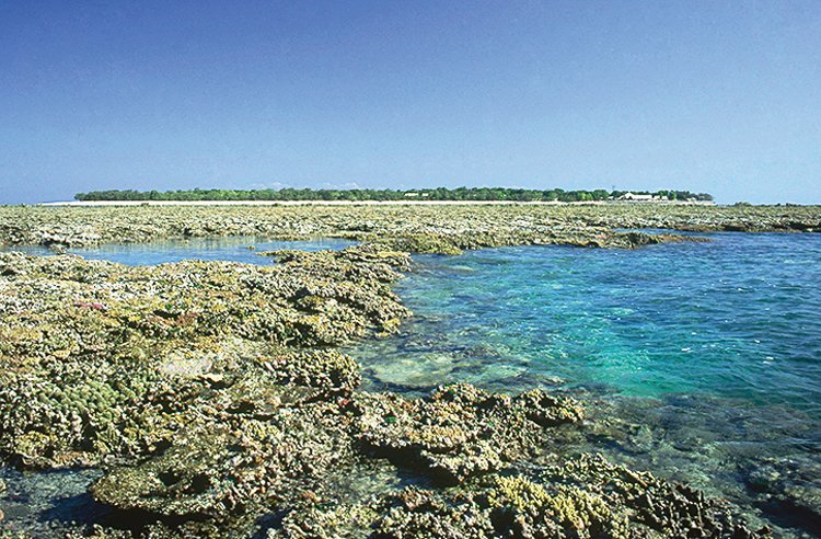 V severní oblasti Velkého bariérového útesu  je většina korálů mrtvá