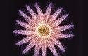 Hvězdice trnová koruna (Acanthaster planci). V rozpětí ramen může měřit až 30 cm