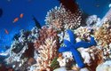 Nejslavnějším korálovým útesem je Velký bariérový útes u pobřeží Austrálie. Takto vypadá pod vodou