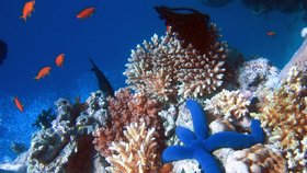 Australská vláda začala posuzovat předložené vědecké návrhy na záchranu Velkého bariérového útesu, který je od roku 1981 na seznamu přírodního dědictví UNESCO.