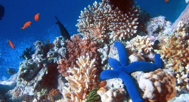 Krása korálových útesů: Postavíme si nové?