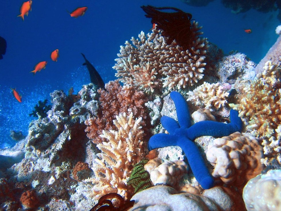 Korálové útesy podle některých odborníků opalovacími krémy trpí.