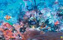 Korálový útes je domovem mnoha různých mořských živočichů 