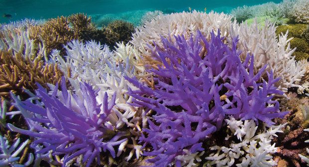 Záhada barevného blednutí korálů rozluštěna: Útesy mají novou naději