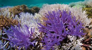 Záhada barevného blednutí korálů rozluštěna: Útesy mají novou naději