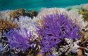 Korálové útesy v ohrožení: Větevníky (rod Acropora) z Nové Kaledonie blednou neonově fialovou barvou. V pozadí jsou typicky blednoucí korály