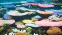 Korálové útesy během oteplování oceánů: Pestrobarevné blednutí větevníků na Filipínách