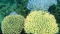 Barevné blednutí korálů na australské Velké útesové bariéře zvyšuje šance, že se alespoň části největšího systému korálových útesů na světě přežijí