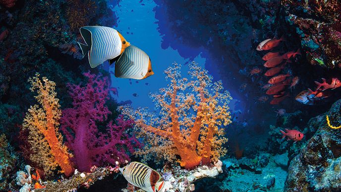 Korálové útesy zabírají pouze 0,1% plochy moří a oceánů, ale je na nich závislá celá čtvrtina podmořského života. I proto je jejich výzkum a ochrana prioritou