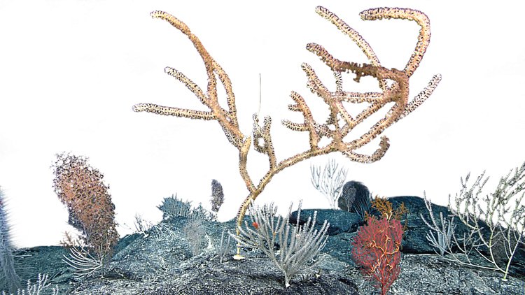 Hlubokomořský korál na podmořském pohoří