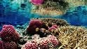 Startup Coral Vita staví první pozemní korálovou farmu na světě