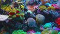 Startup Coral Vita staví první pozemní korálovou farmu na světě