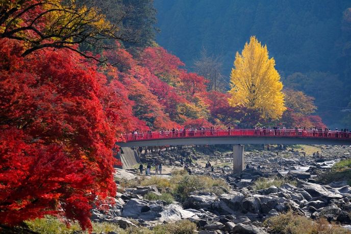Během festivalu mohou návštěvníci obdivovat úchvatně zbarvenou soutěsku s výrazně červeným mostem Taigetsukyo. Během festivalu mohou návštěvníci obdivovat úchvatně zbarvenou soutěsku s výrazně červeným mostem Taigetsukyo.
