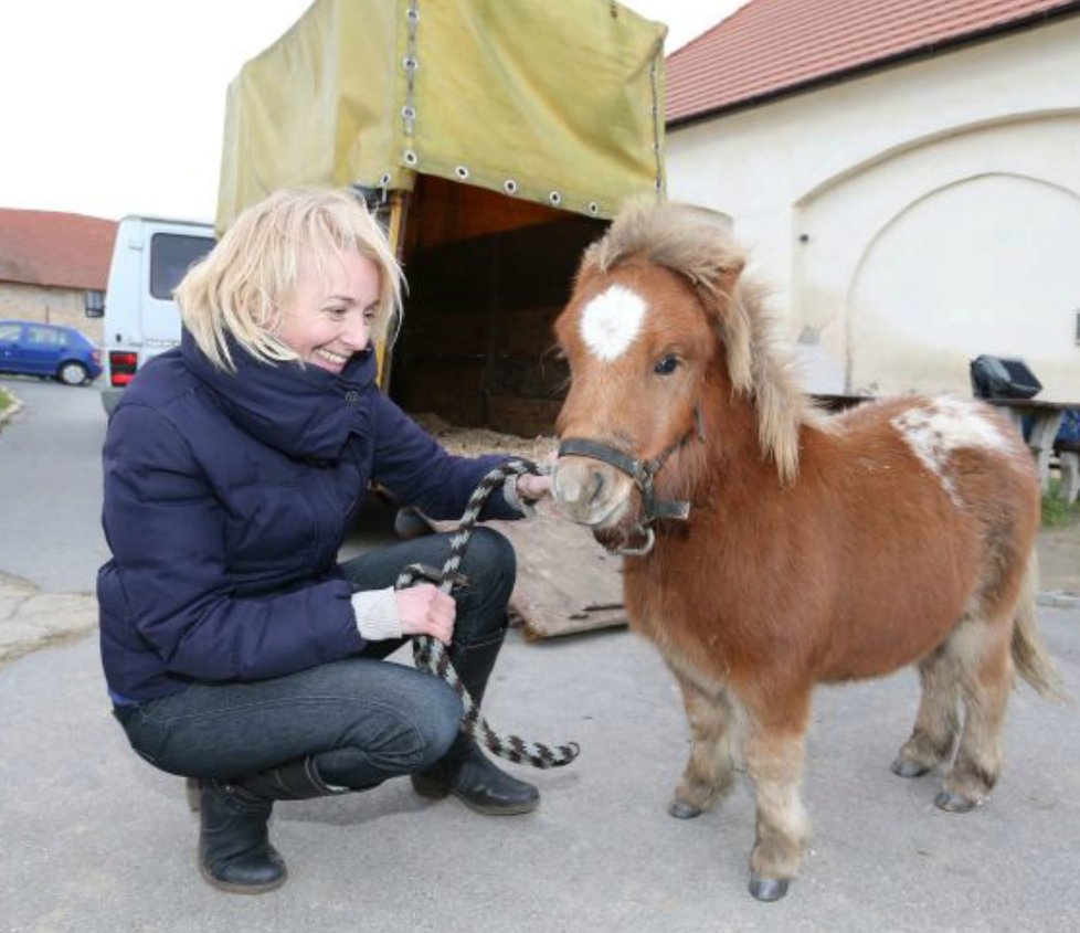 Poník Korduly Stropnické