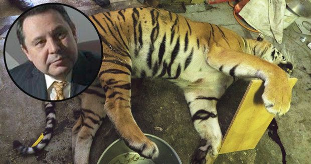 „Porcování tygra je prasárna. Pachatelé by měli jít do vězení na 10 let,“ zuří šéf zoo