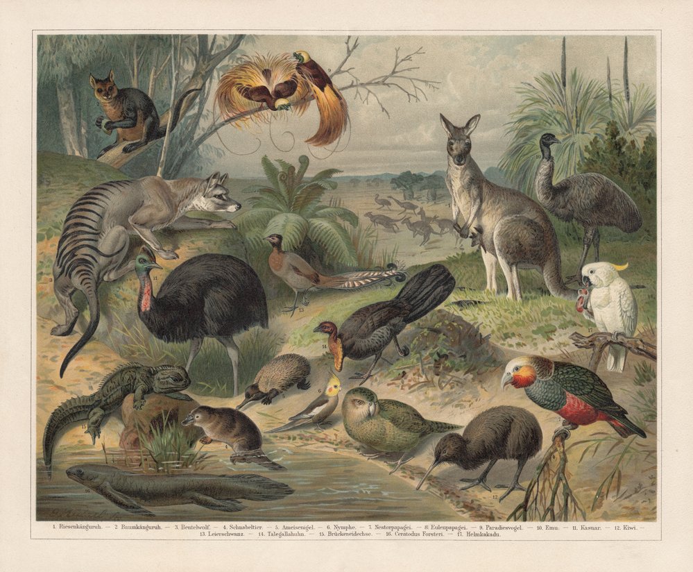 Litografie australské fauny z 19. století. Najdete na ní i korelu?