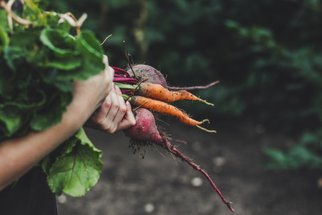 Jak uchovat kořenovou zeleninu přes zimu: Návod krok za krokem, aby vám vydržela až do jara