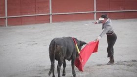 Zápasení s býky se učí i nezletilí chlapci. Tito nezkušení toreadoři zvířata spíše týrají.
