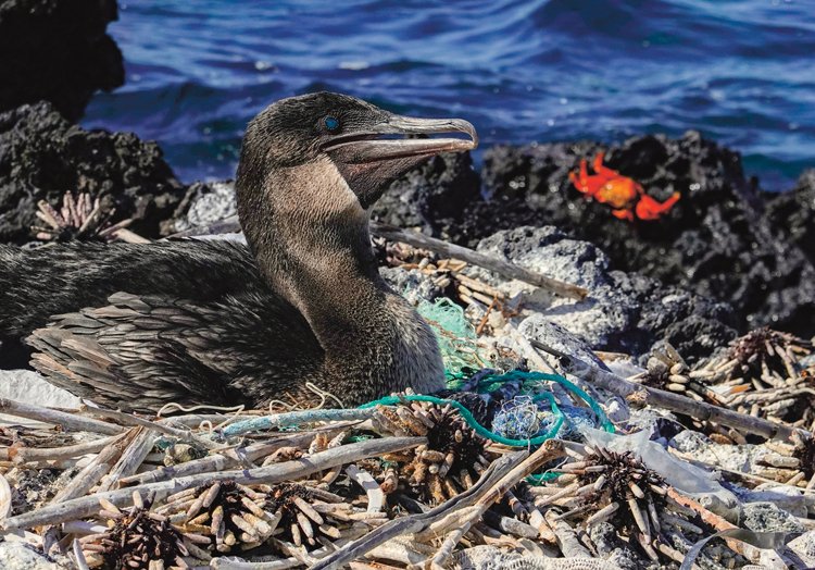 Hnízdo nelétavého kormorána galapážského s kusy odpadu