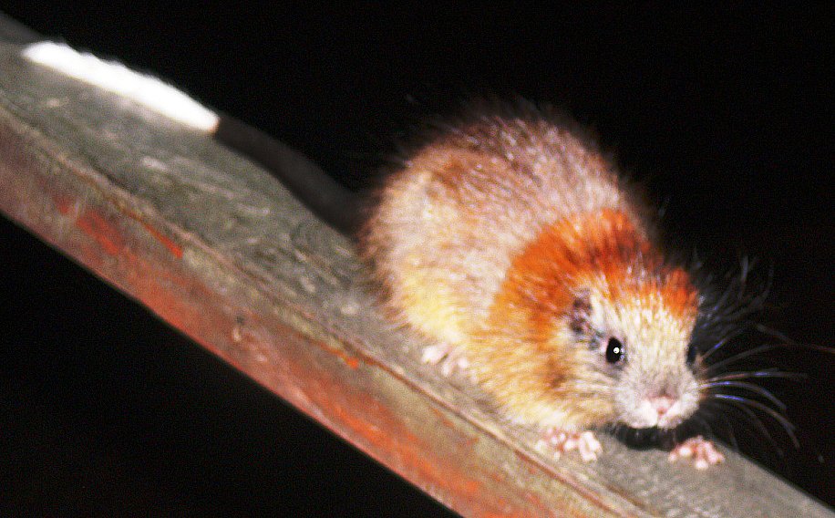 Koro červenohřbetý (Santamartamys rufodorsalis)