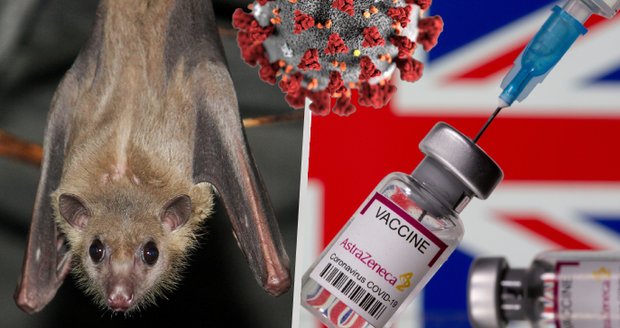 Nový institut chce předpovědět a zkrotit další pandemii: Prozkoumá netopýry i neznámé viry