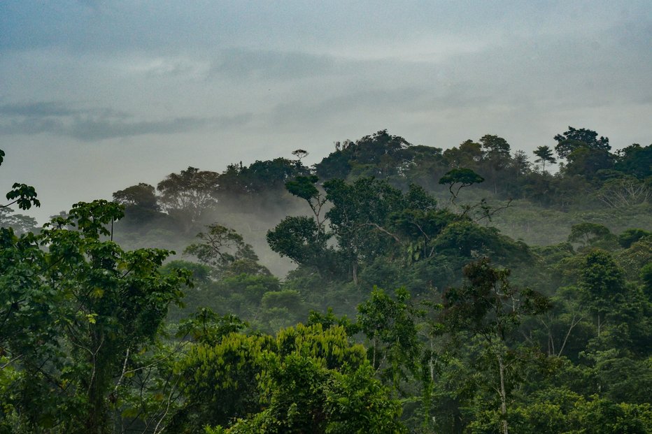 Badatelé upozornili, že kvůli růstu emisí a teplot přestává fungovat mechanismus, díky kterému amazonský prales prostřednictvím odpařování vody sám tvoří deště, které využívá ke svému růstu.