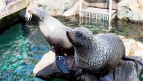 Britská zoo kvůli koronaviru oznámila krach.