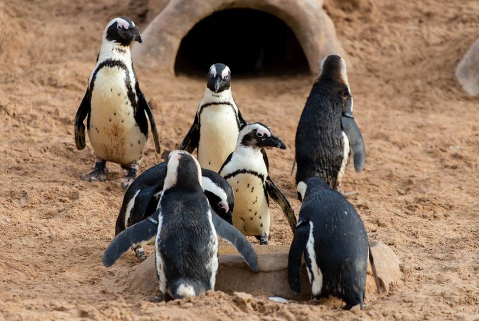 Britská zoo kvůli koronaviru oznámila krach.