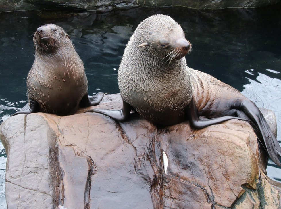 Britská zoo kvůli koronaviru oznámila krach.