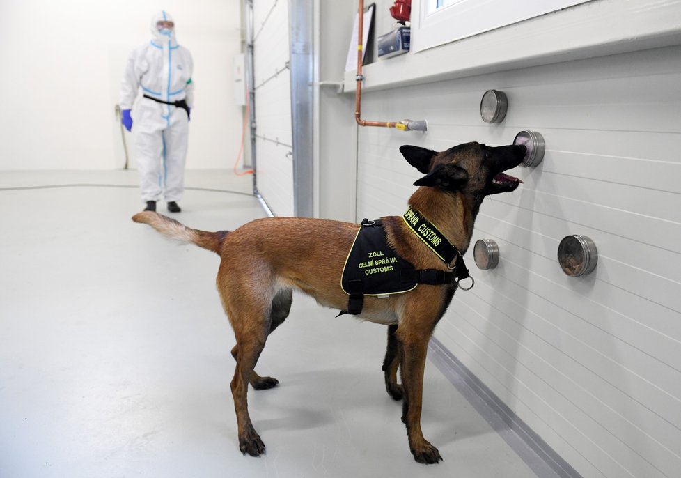 Celníci představili 9. listopadu 2020 v nové tréninkové hale v Kněževsi u Prahy šest psů, které vycvičí k rozpoznání člověka s covidem-19.