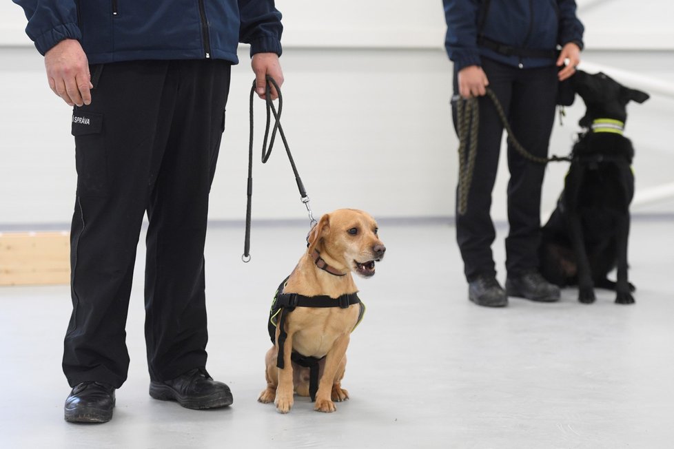 Celníci představili 9. listopadu 2020 v nové tréninkové hale v Kněževsi u Prahy šest psů, které vycvičí k rozpoznání člověka s covidem-19.