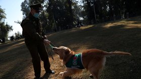 Chilská policie začala trénovat psy, aby dokázali odhalit nemocné s covidem-19.
