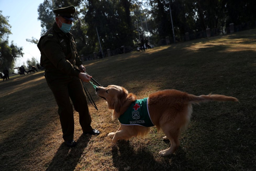 Chilská policie začala trénovat psy, aby dokázali odhalit nemocné s covidem-19.