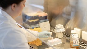 Vědci z celého světa pracují na vývoji vakcíny, snímek z vídeňské laboratoře.