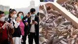 Další epidemie za humny? Ve Wu-chanu znovuotevřeli tržiště se živými zvířaty! WHO jim k tomu dalo požehnání