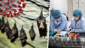Čína chtěla dva roky před pandemií vypustit upravené koronaviry mezi netopýry, americká agentura experiment zarazila