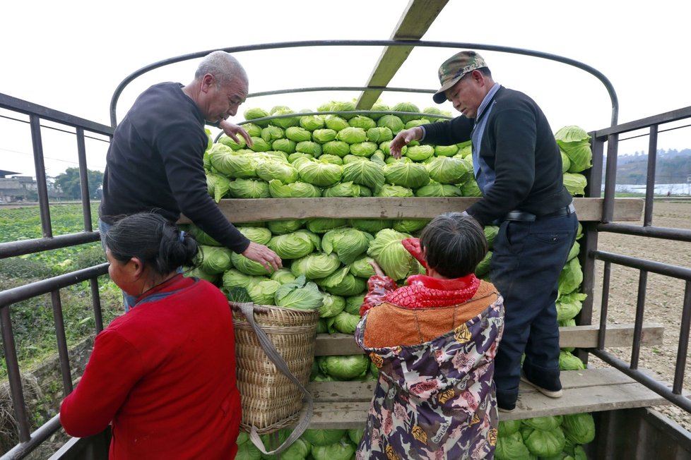 Farmáři připravují zásilku zeleniny pro Wu-chan, který je stále v karanténě.