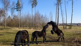 Český cirkus Alex manželů Poláchových loni na jaře uvízl v Lotyšsku. Kvůli koronaviru nesměly zvířata cestovat přes hranice.