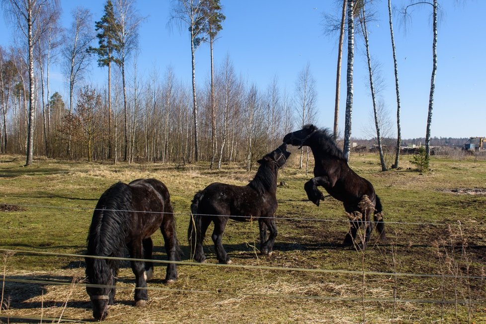 Český cirkus Alex manželů Poláchových loni na jaře uvízl v Lotyšsku. Kvůli koronaviru nesměly zvířata cestovat přes hranice.