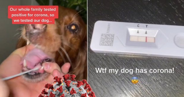 Nakažená rodina testovala svého psa na covid, chytil vir také. Testů pro mazlíčky přibývá