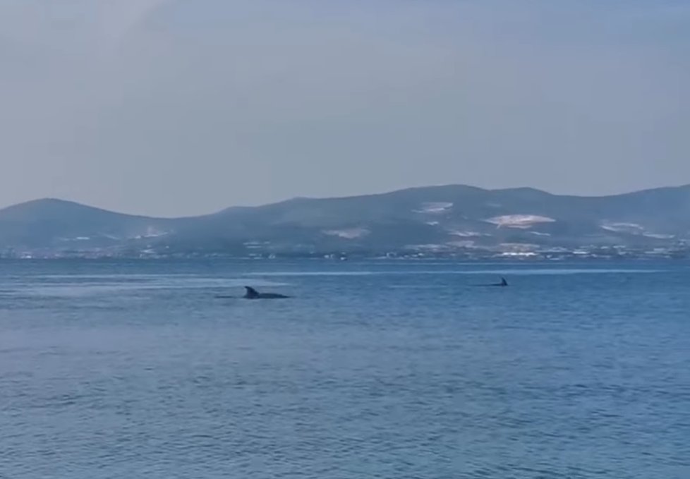 Díky pandemii prospívá příroda, velryby a delfíni se odváží plavat blíže ke břehu.