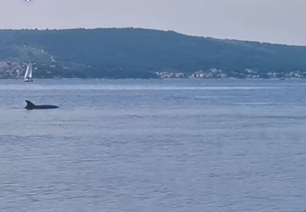 Díky pandemii prospívá příroda, velryby a delfíni se odváží plavat blíže ke břehu.