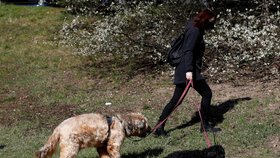 Dobrovolníci v Praze nakupují seniorům i zdravotně postiženým. Někteří jim i venčí psy. (24. 3. 2020)