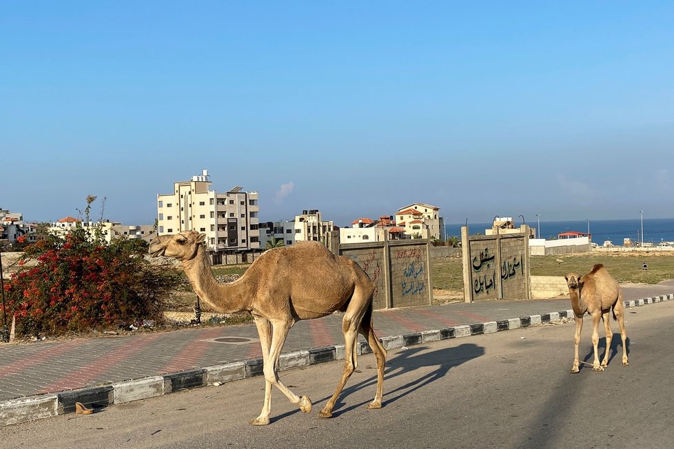 Koronavirus v Gaze: Osamělý velbloud v prázdné ulici (11.11.2020)