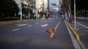 Divoký pes na ulici v Šanghaji