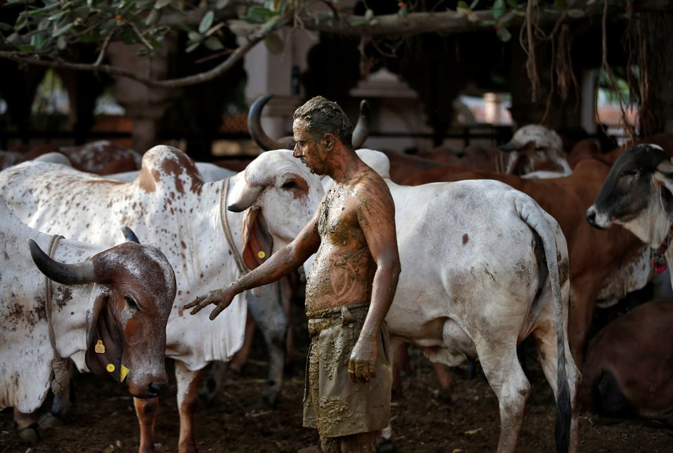 Koronavirus v Indii: Hinduisté se mažou kravskými exkrementy