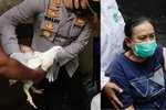 Koronavirus v Indonésii: V určitých oblastech senioři za očkování dostávají kuřata.