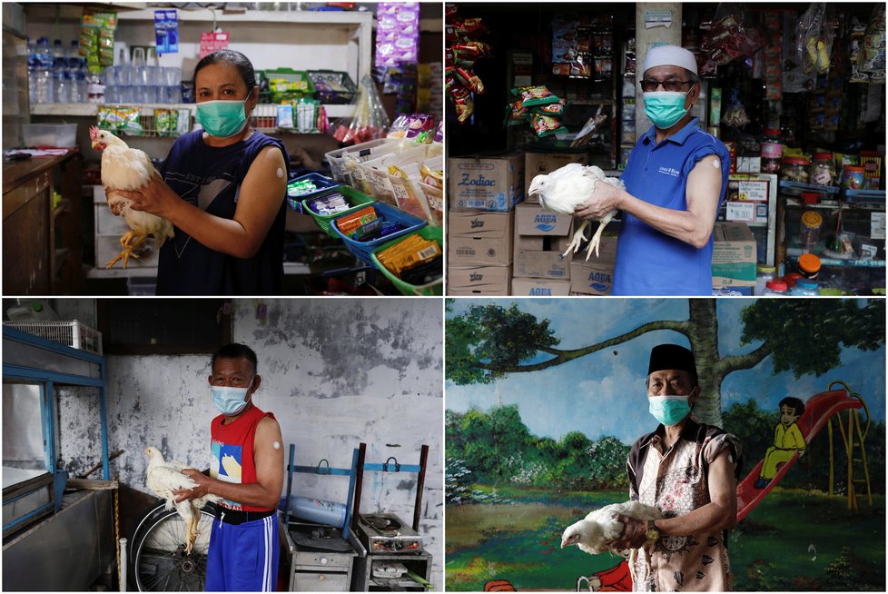 Koronavirus v Indonésii: V určitých oblastech senioři za očkování dostávají kuřata.